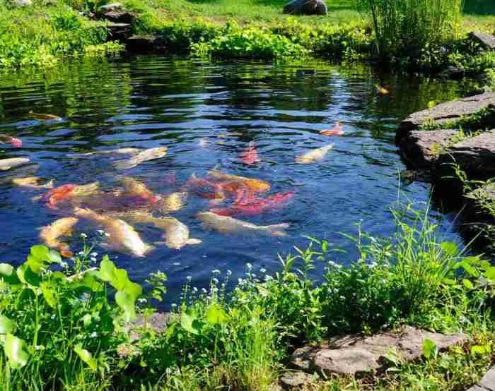 Desain kolam ikan dibelakang rumah minimalis